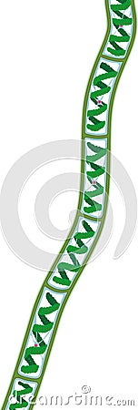 Spirogyra charophyte green algae Vector Illustration